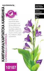 Кампанула / Карпатска Камбанка