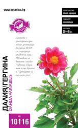 Далия / Гергина