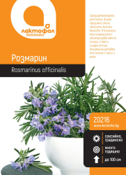 Розмарин