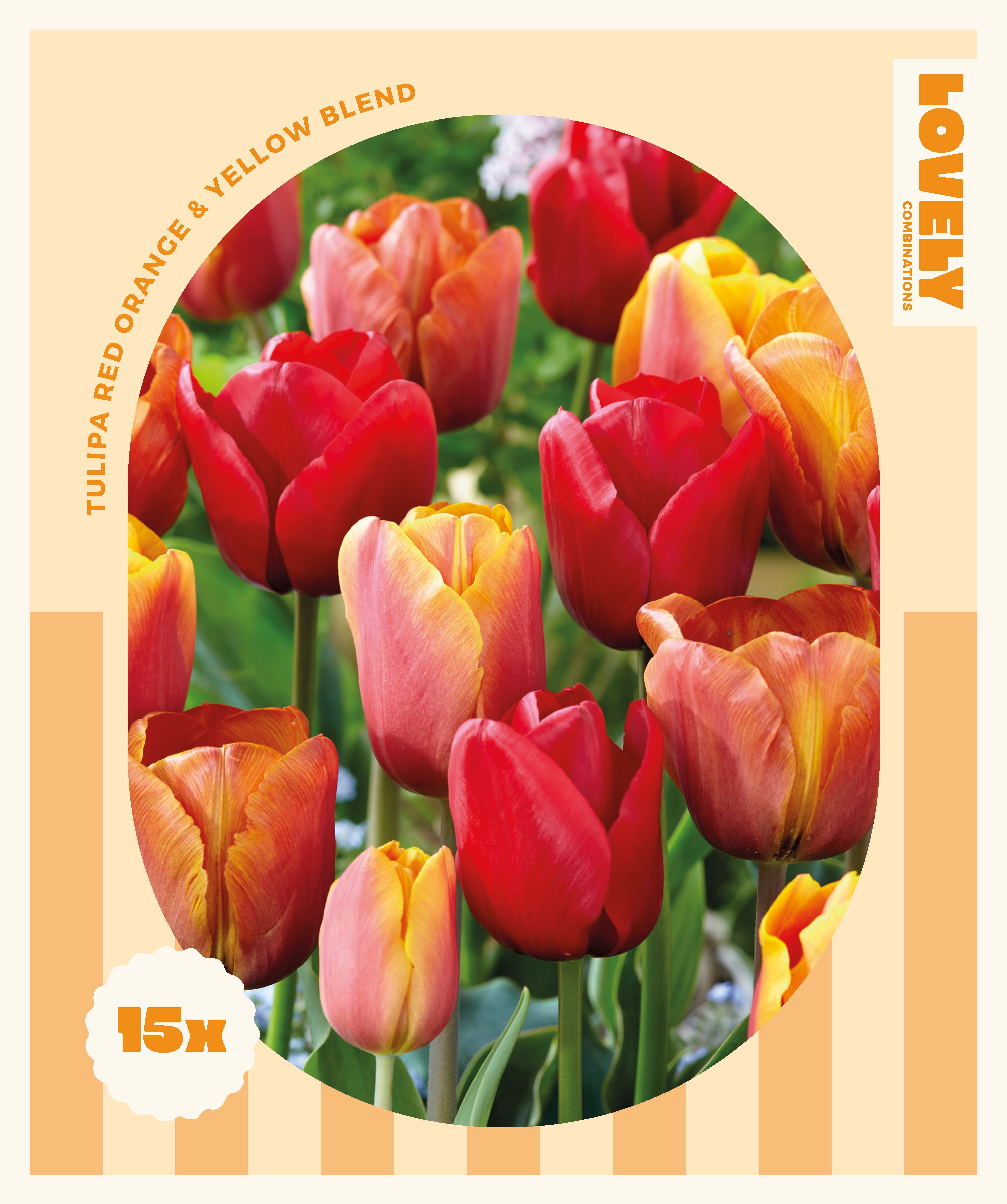 Комбинация ЛАЛЕТА RED-ORANGE-YELLOW BLEND 11-12/ 15 бр.