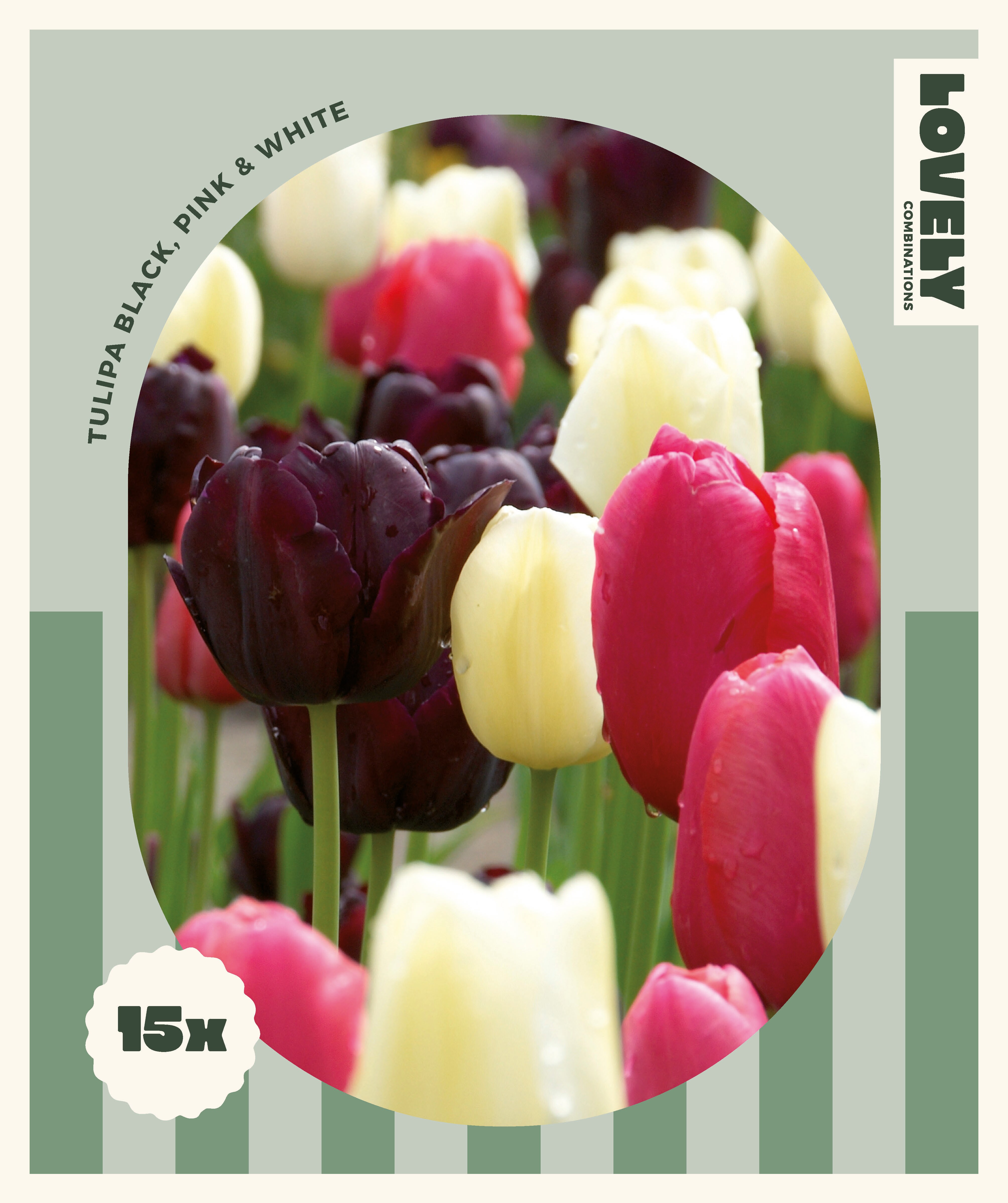 Комбинация ЛАЛЕТА LATE BLACK, PINK & WHITE 12+, 15 бр.
