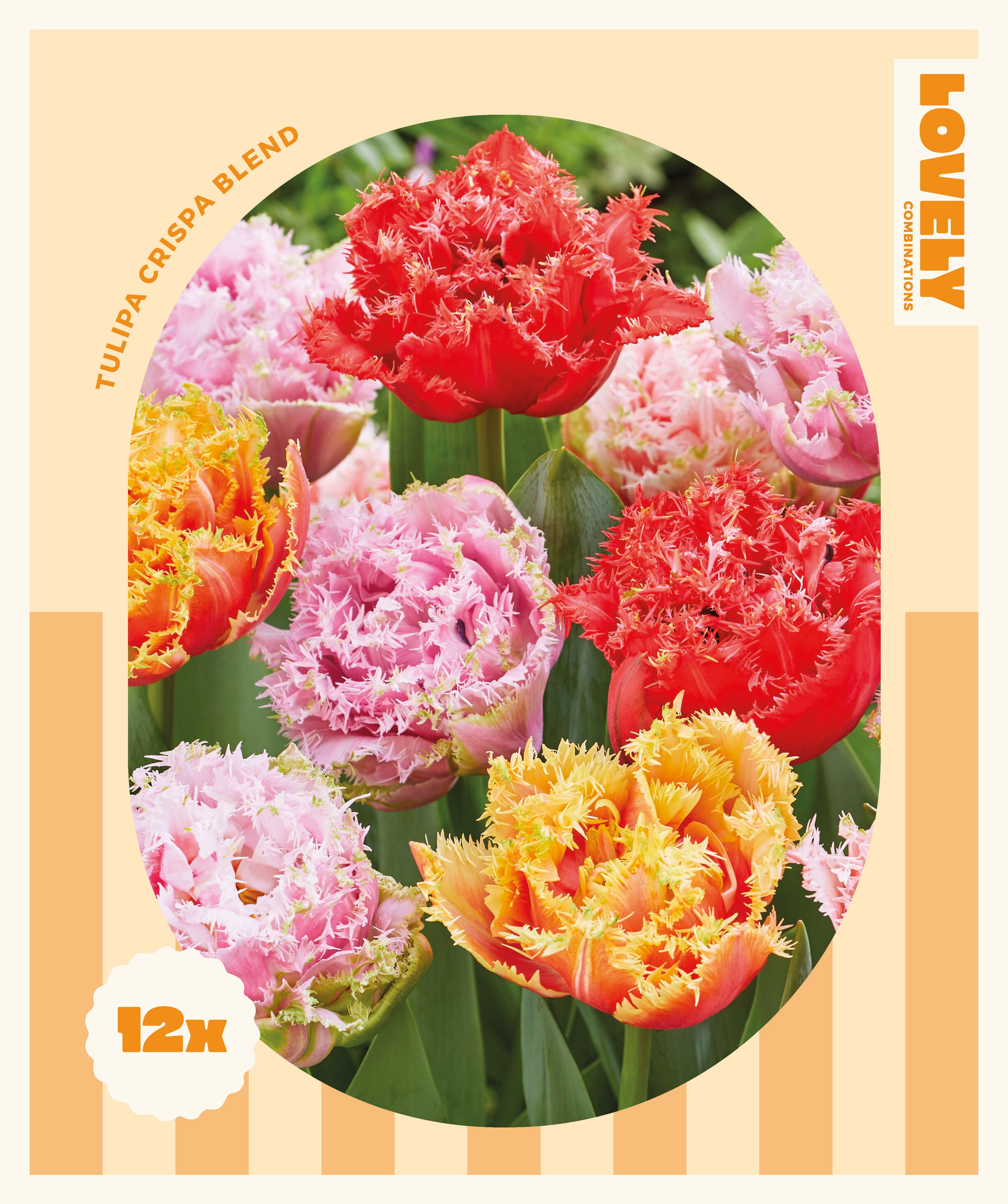 Комбинация ЛАЛЕТА double Crispa mix Red Shades 11/12 12 бр