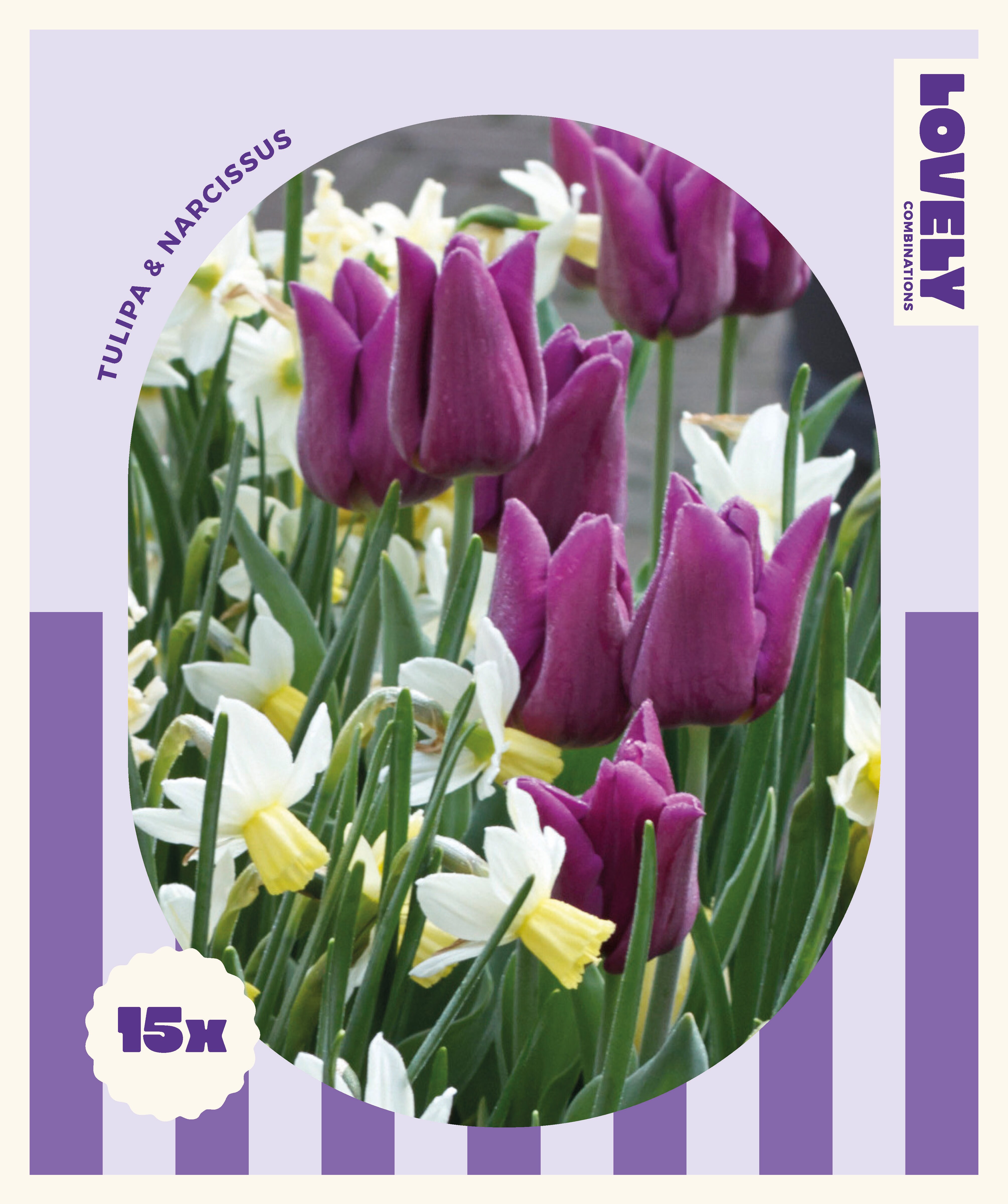 Комбинация ЛАЛЕ и НАРЦИС PURPLE AND WHITE 12+/10-12 20бр.