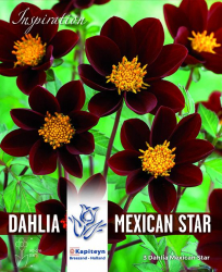 Далия - Mexican Star 3 бр.