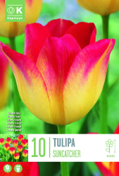 Лале TRIUMPH SUNCATCHER 11/12 10 бр.