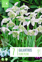 Кокиче FLORE PLENO 5+/ 7 бр.