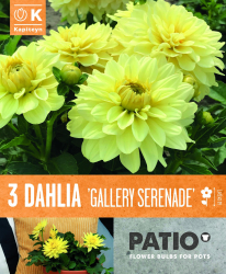 Балконски - Далия Gallery Serenade - 3 бр.
