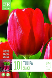 Лале TRIUMPH SEADOV 11/12 10 бр.