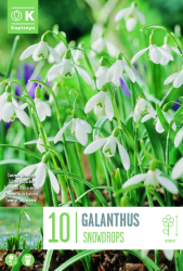 Кокиче SNOWDROPS 5/6 10 бр.
