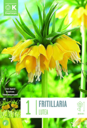 Фритилария IMPERIALIS LUTEA 20/24 1бр.