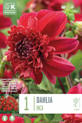 Далия anemone Inca 1 бр.