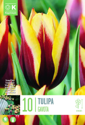 Лале TRIUMPH GAVOTA 11/12 10 бр.